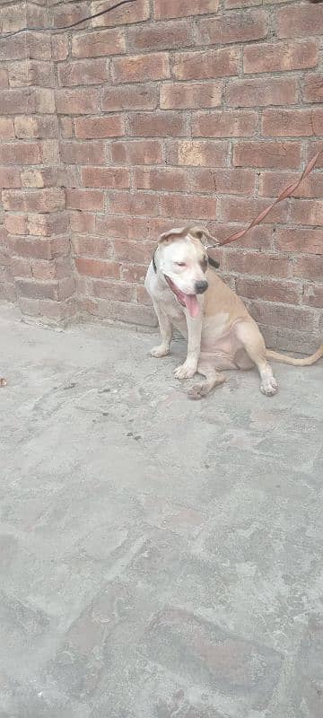 pitbull for sale 1