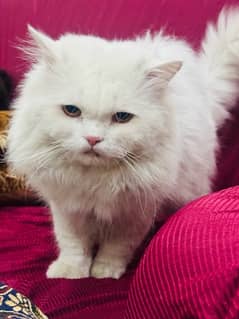 Persian CaT whatsapp 03051117981