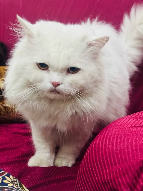 Persian CaT whatsapp 03051117981 0