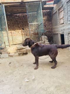 chocolate Labrador female