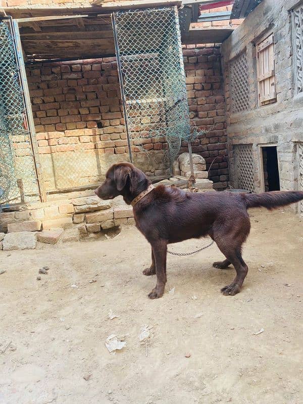 chocolate Labrador female 0