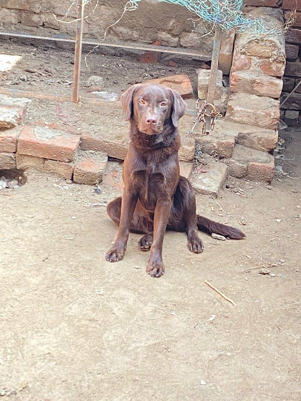 chocolate Labrador female 1