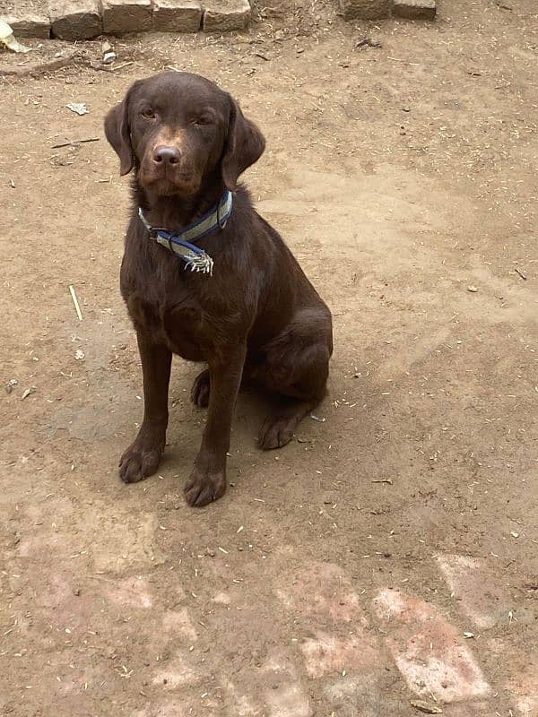 chocolate Labrador female 2