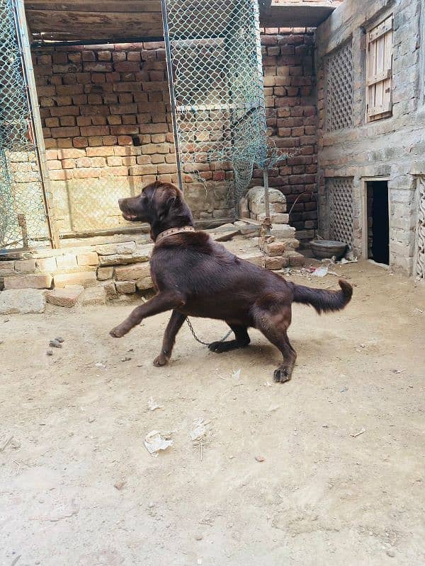 chocolate Labrador female 3