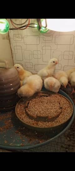 Pure German Oh Shamo chicks available