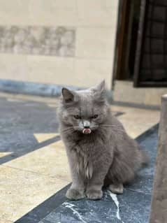 Gray Persain male Cat.