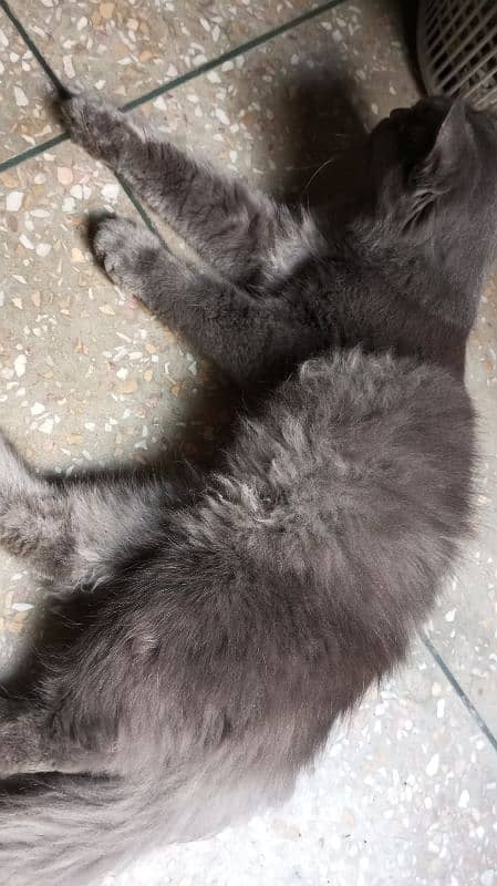 Gray Persain male Cat. 1