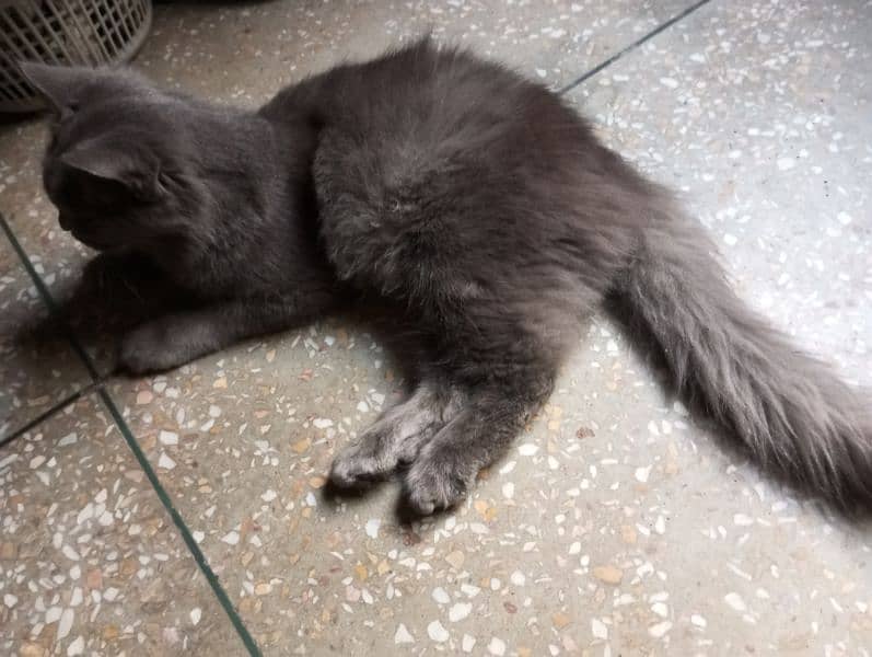 Gray Persain male Cat. 5