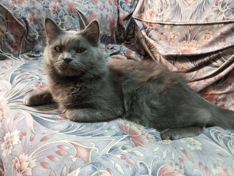 Gray Persain male Cat. 6