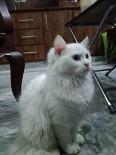 Persian male cat age 5 months . Pure White