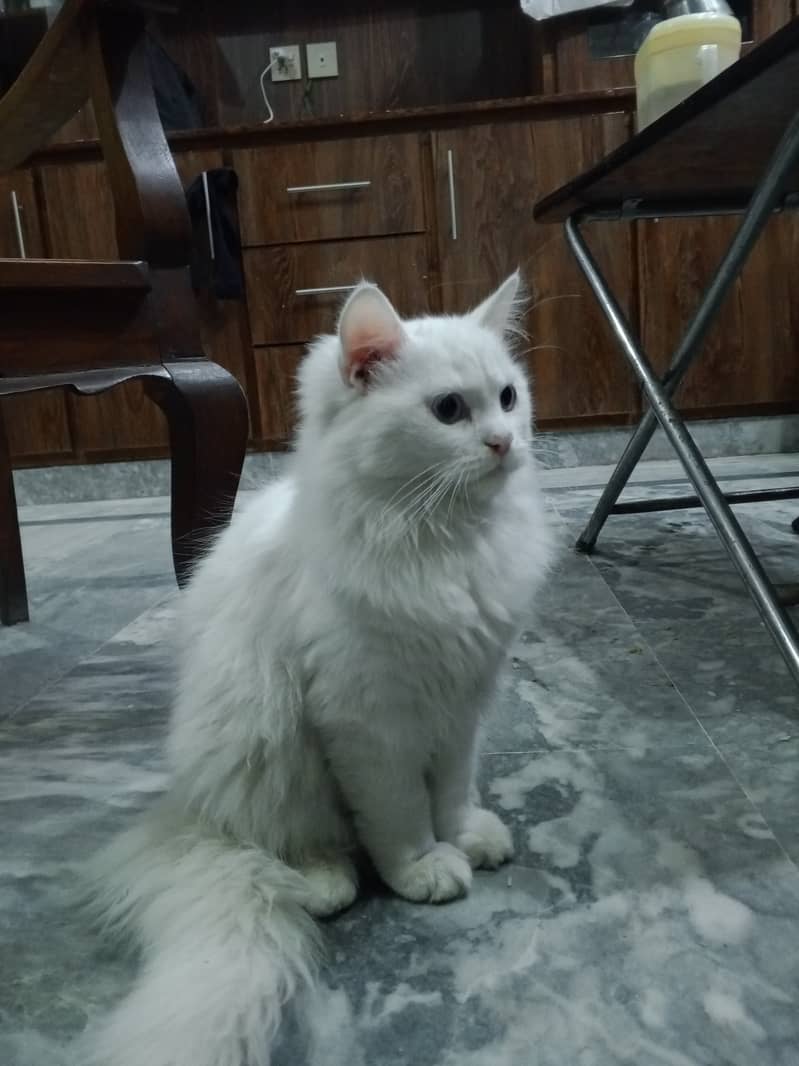 Persian male cat age 5 months . Pure White 1