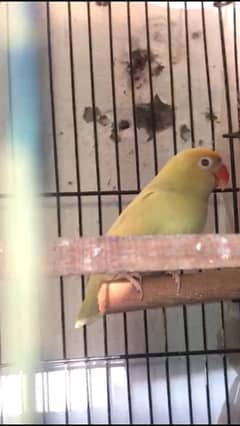 lovebird with cage and boxes