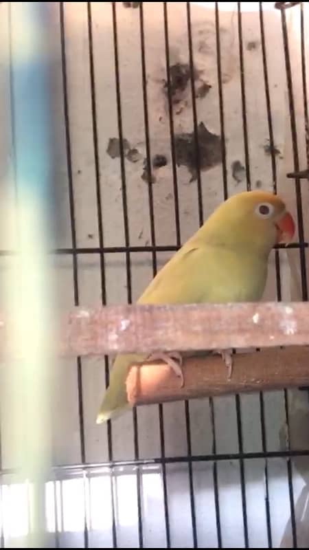 lovebird with cage and boxes 0