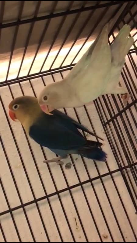 lovebird with cage and boxes 1