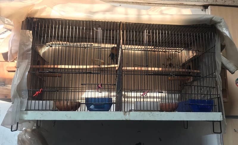 lovebird with cage and boxes 2