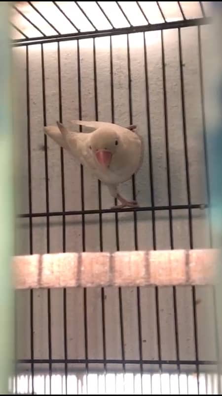 lovebird with cage and boxes 3