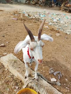 Hyderabadi tapri