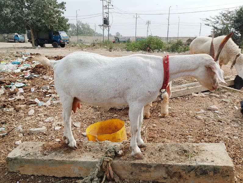 Hyderabadi tapri 4