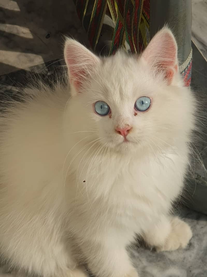 Persian male cat age 5 months . Pure White 2