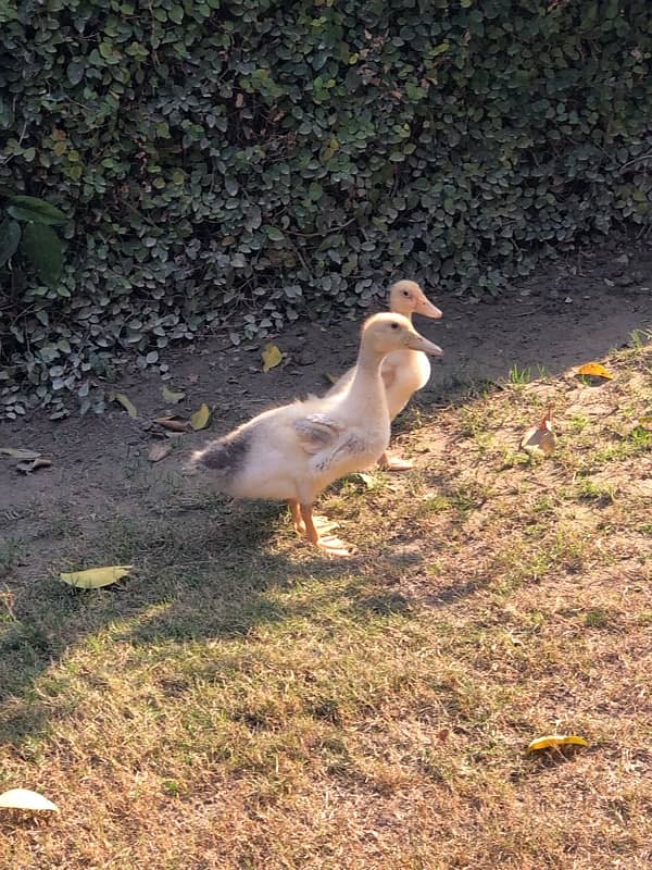 Ducklings Pair 0