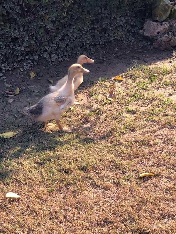 Ducklings Pair 1