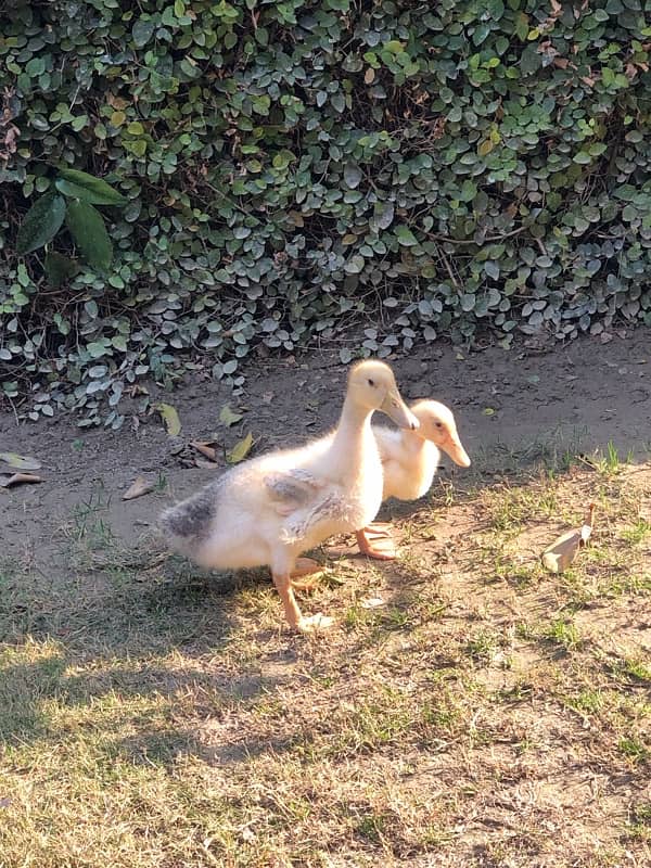 Ducklings Pair 2