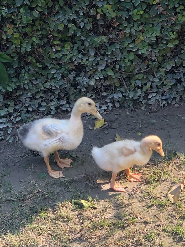 Ducklings Pair 3