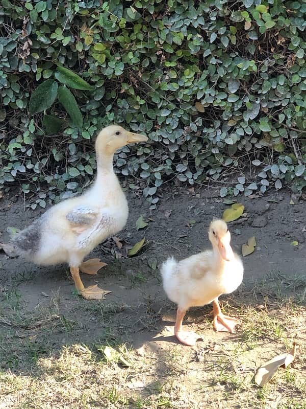 Ducklings Pair 4