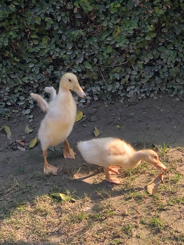 Ducklings Pair 5