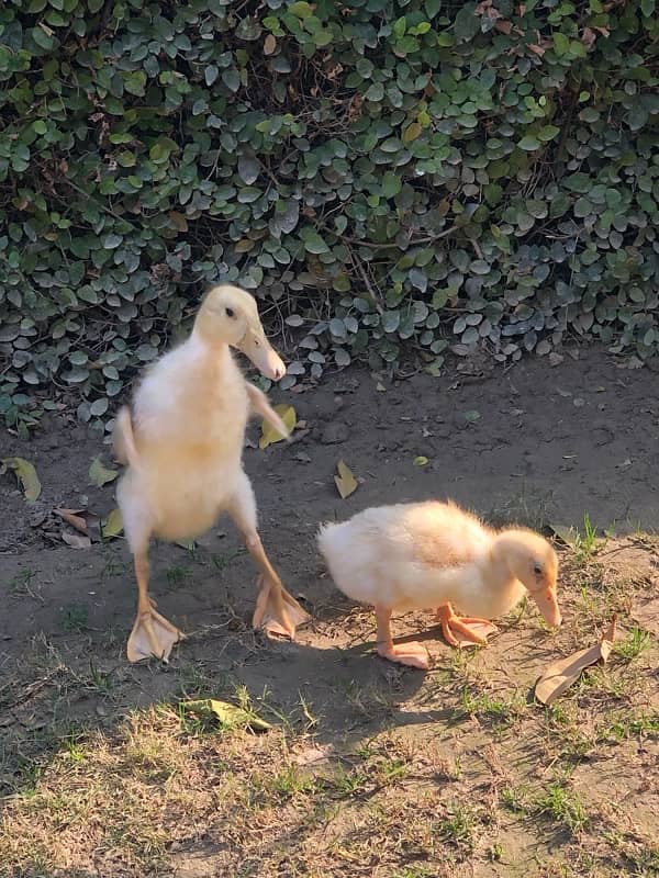 Ducklings Pair 6