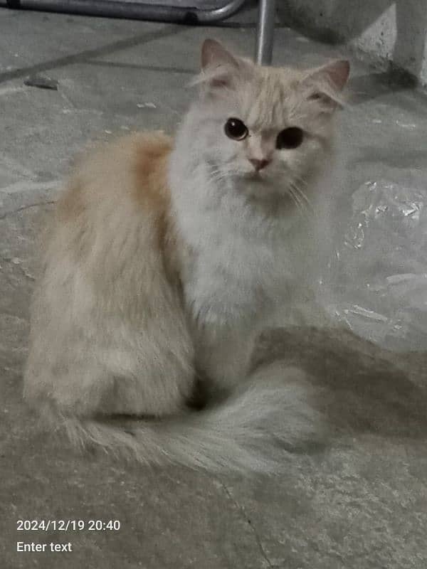 persian cat 3