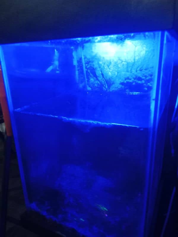 1 molly fish pair+1 loght fish pair with heater oxygen pipe aquarium 1