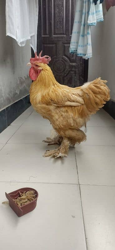 fancy hen / murga / chicken 2