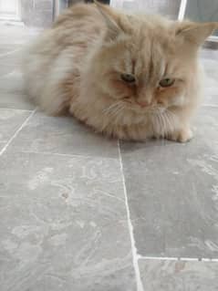 Persian cat for sale