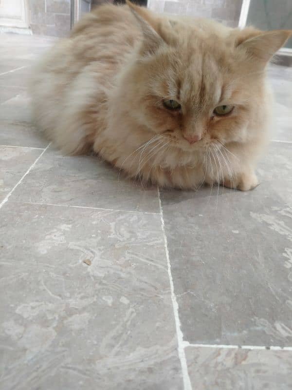 Persian cat for sale 0