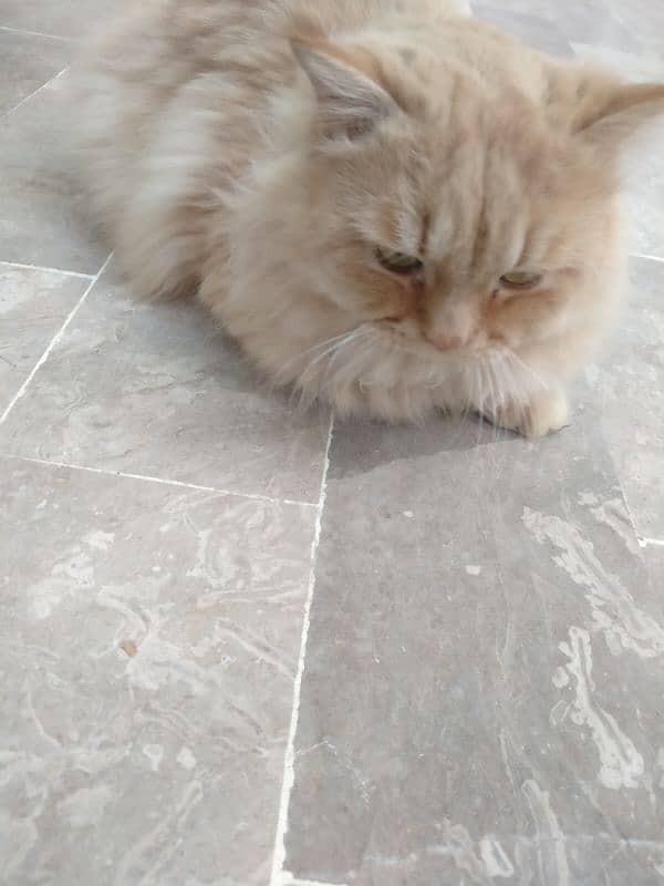 Persian cat for sale 1