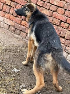 german shephere long cort vaccinated 1