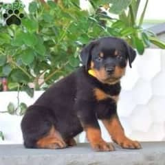 Rottweiler