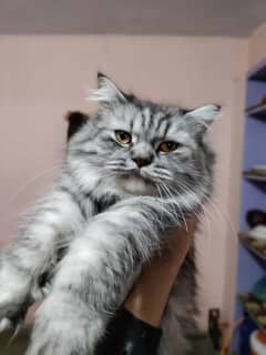 Himalayan 1.5 year Breeder Female cat