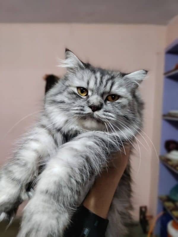 Himalayan 1.5 year Breeder Female cat 0