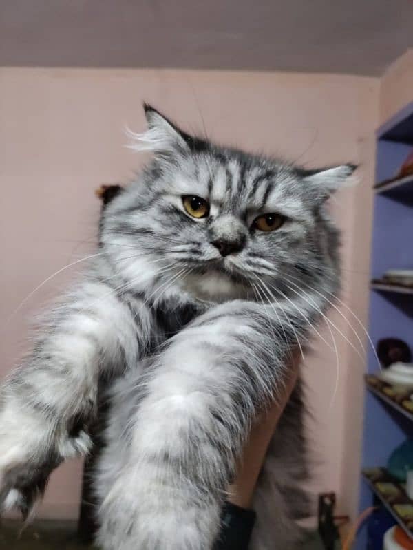 Himalayan 1.5 year Breeder Female cat 1