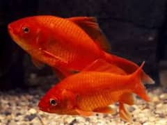 Big Comet Goldfish