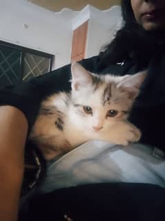 semi-persion kitten Whatsapp num 03278461744