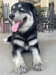 Beautiful Purebred Female Husky with Striking Blue Eyes