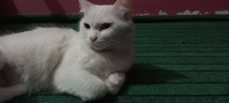 white cats 8