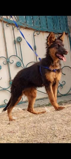 German Shepherd female 3 months for sale