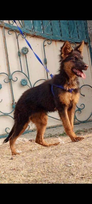 German Shepherd female 3 months for sale 0