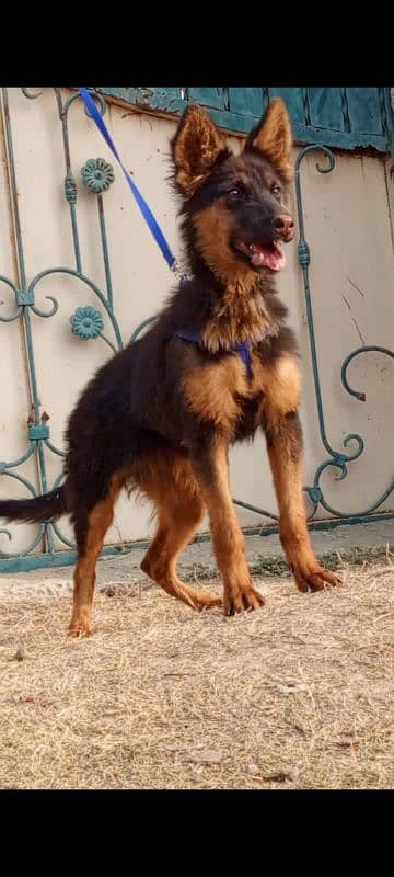 German Shepherd female 3 months for sale 1