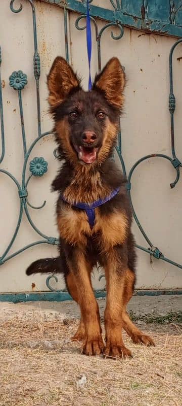 German Shepherd female 3 months for sale 2