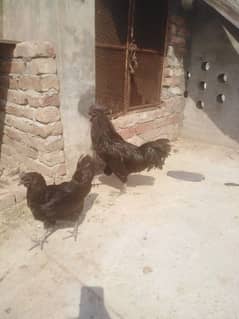 Ayam cemani beautiful pair